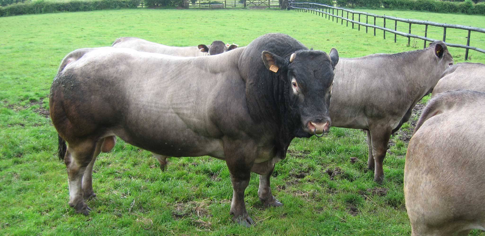 Adam the Bazadaise Bull at Goose Green Farm Adam the Bazadaise Bull at Goose Green Farm