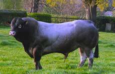 Heggerscale Adam Bazadaise Bull at Goose Green Farm Heggerscale Adam Bazadaise Bull at Goose Green Farm