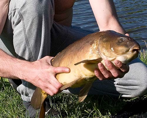 Fish caught at Goose Green Farm